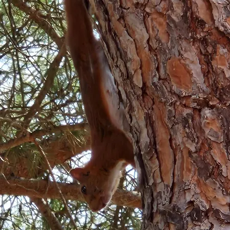 Lumineuse Dans Pinede Calme Et Reposante Location Du Dimanche Au Dimanche Willa *