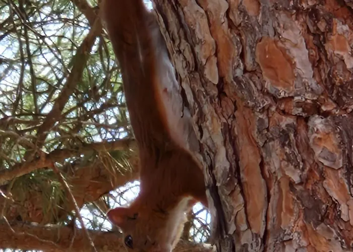 Lumineuse Dans Pinede Calme Et Reposante Location Du Dimanche Au Dimanche Villa *